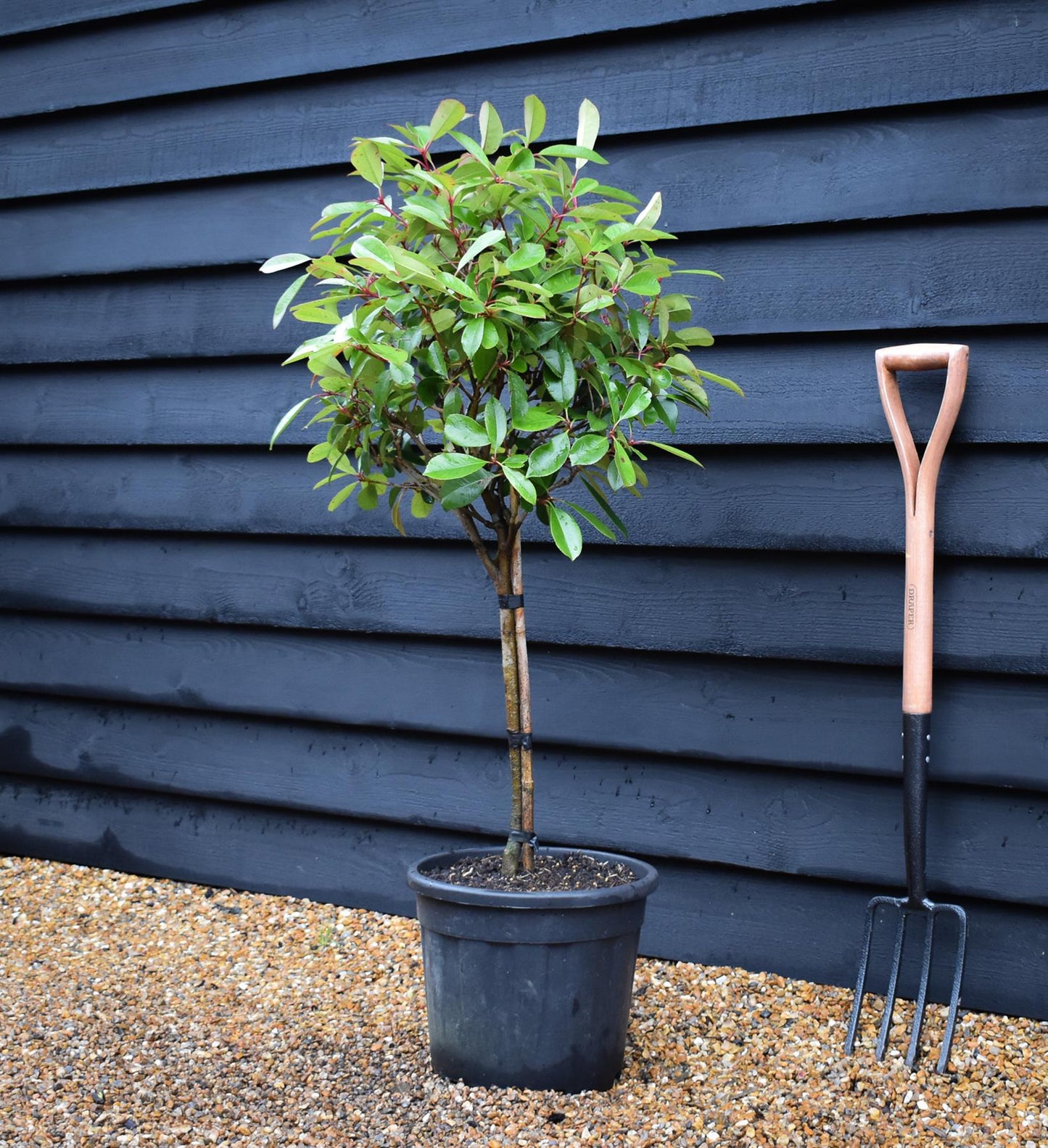 Photinia x fraseri Red Robin | Christmas berry - Small Tree/Shrub - Clear ministem 40cm - Height 80-90cm - 7lt