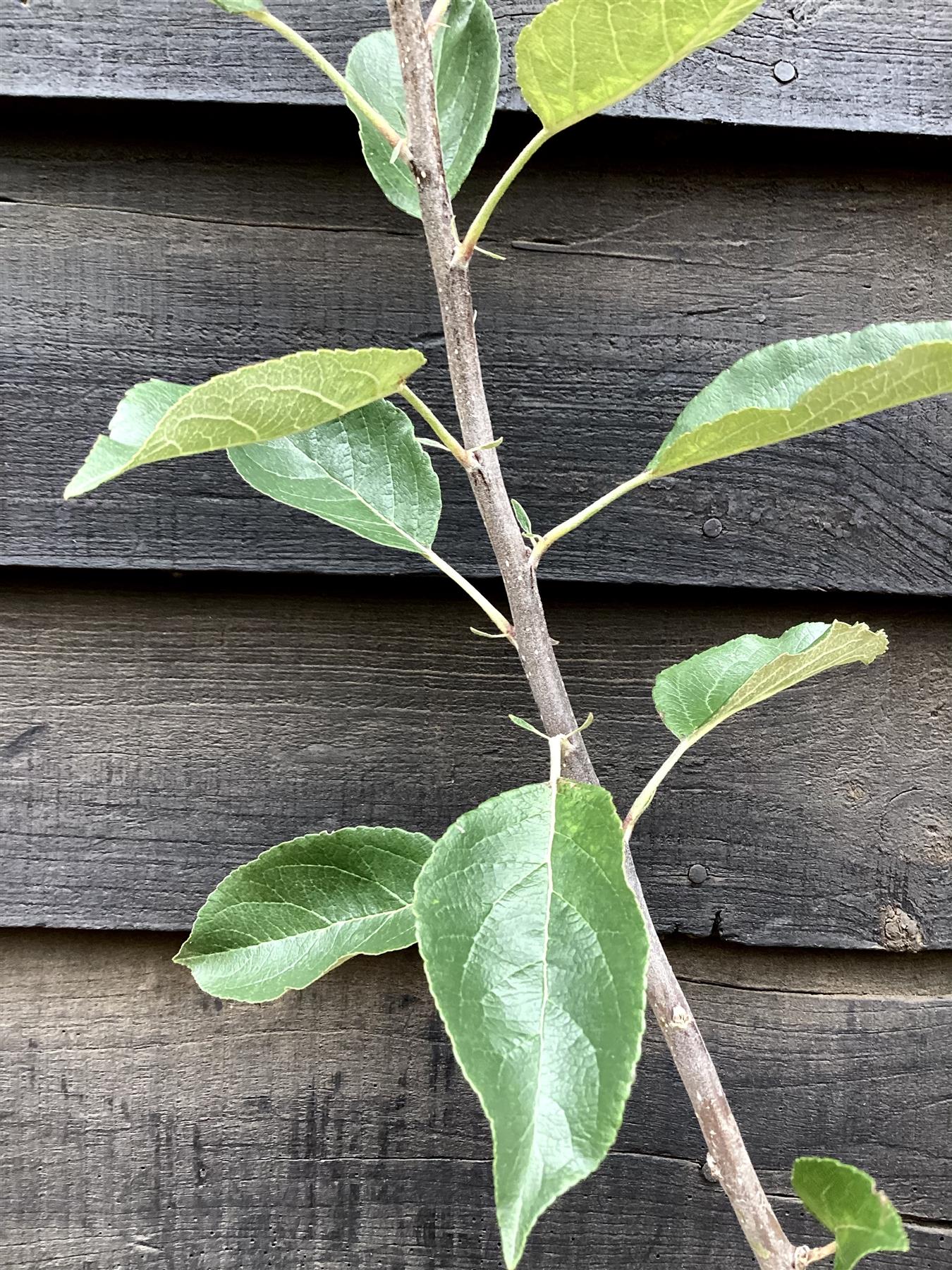 Apple tree 'Fiesta' | Malus domestica - MM106 - Semi-Dwarfing -  Height 150-160cm - 20lt