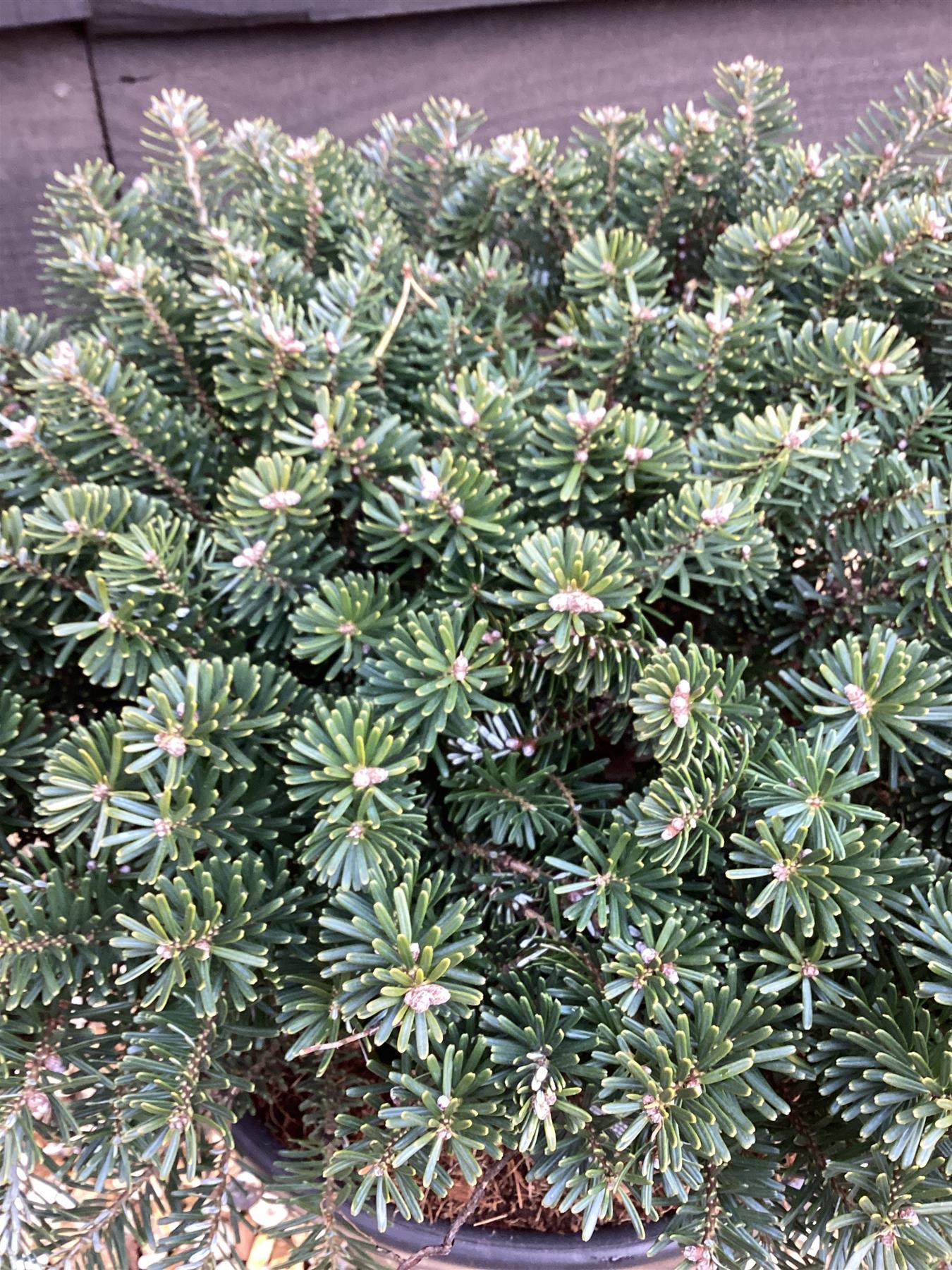 Abies koreana | Korean fir - Height 60cm - Width 30-40cm - 18lt