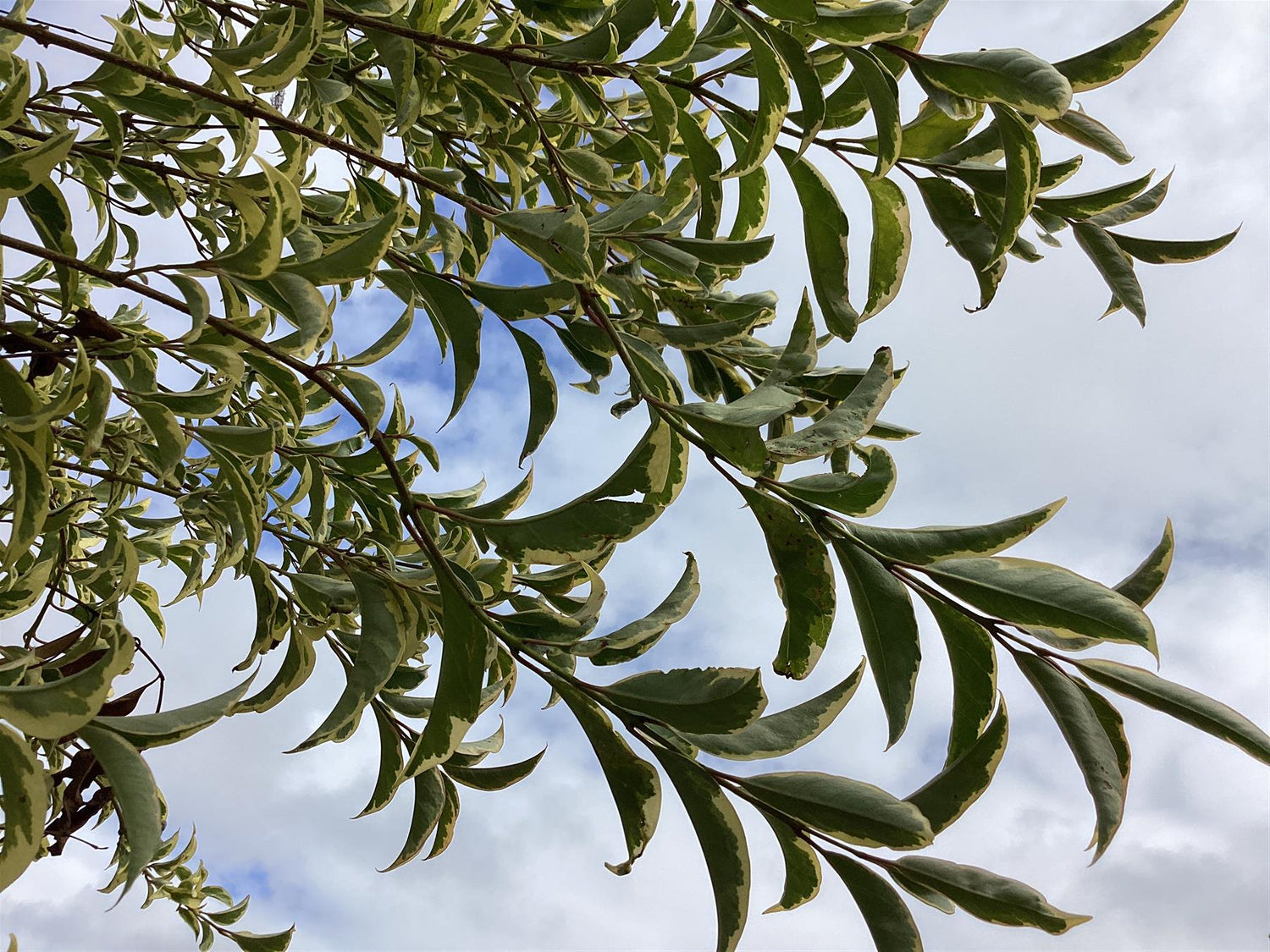 Ligustrum ovalifolium 'Aureum' | Golden Privet Standard, Clear Stem - 250-300cm, 90lt