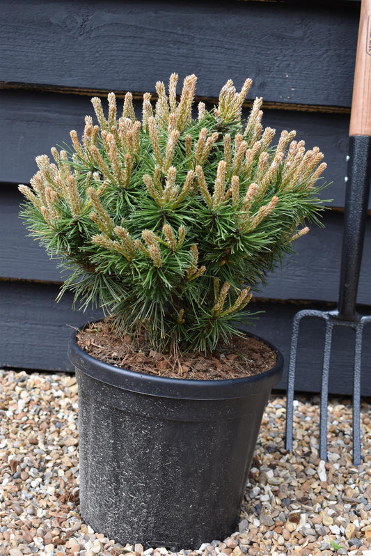 Pinus mugo 'Benjamin' | Dwarf mountain pine - 45-50cm -8lt