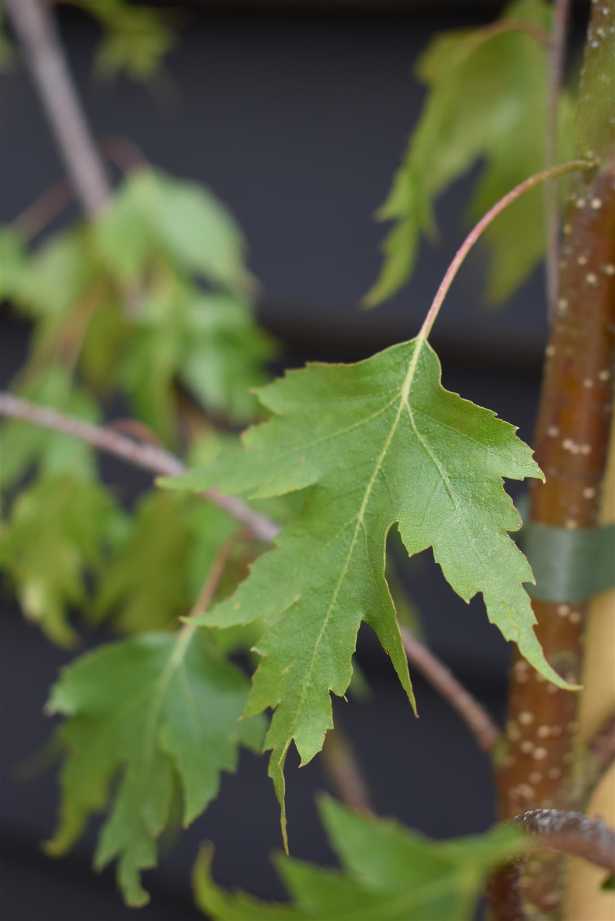 Silver Birch 'Dalecarlica' | Betula pendula - Height 200-220cm - 12lt