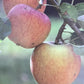 Apple tree 'Cox Orange Pippin' | Malus domestica - MM106 - Semi-Dwarfing - Height 150-160cm - 20lt