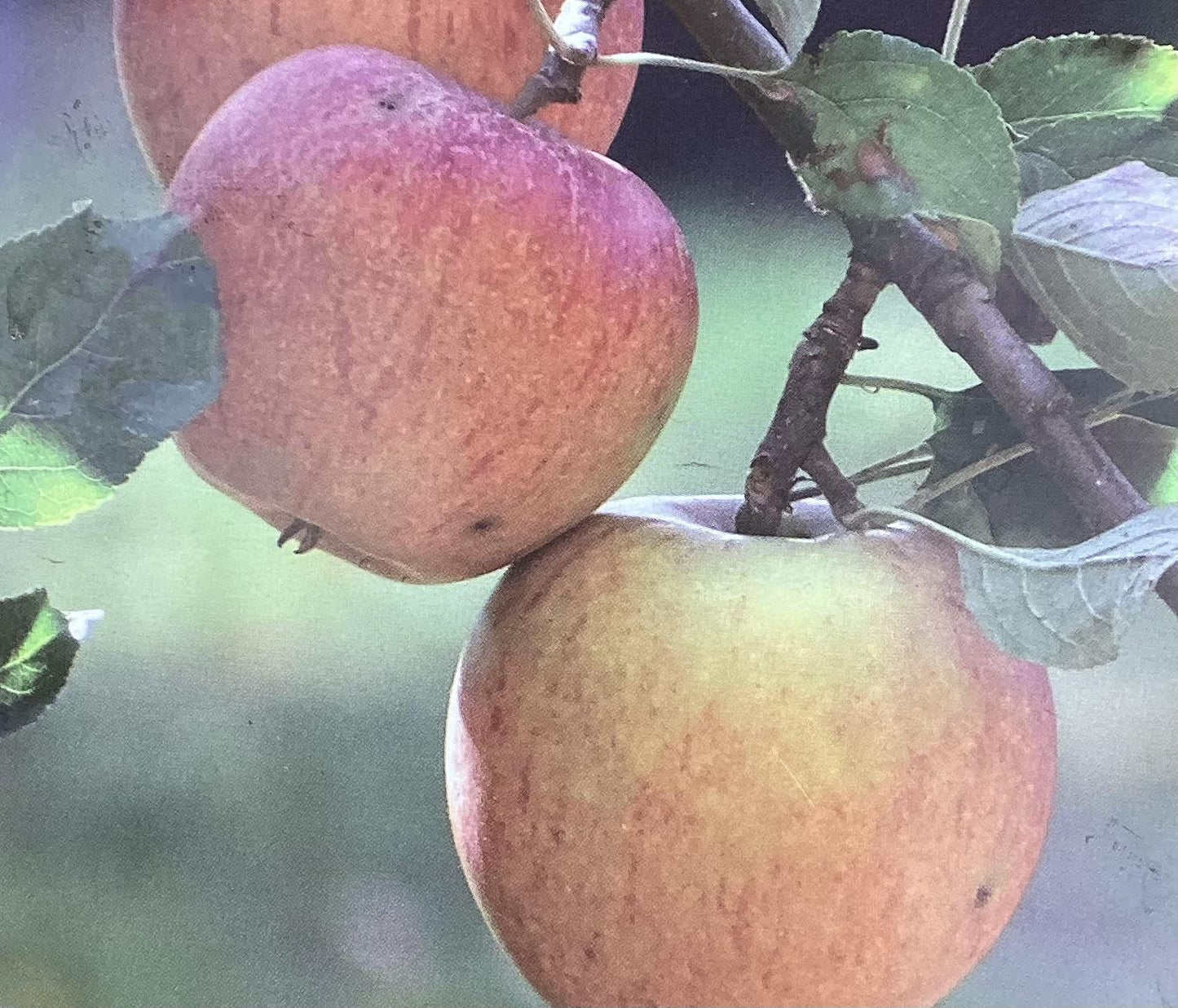 Apple tree 'Cox Orange Pippin' | Malus domestica - MM106 - Semi-Dwarfing - Height 150-160cm - 20lt