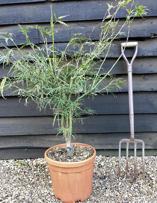 Acer palmatum 'Mikawa yatsubusa' | Japanese Maple - 110-140cm - 15lt