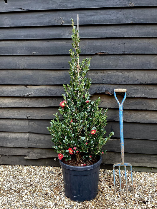 Camellia sasanqua - Bush - Large Shrub - Red - Height 140cm - Width 60cm - 55lt