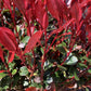Photinia Little Red Robin | Christmas berry 'Little Red Robin' - 1/2 Std Clear Stem - 150-160cm, 15lt