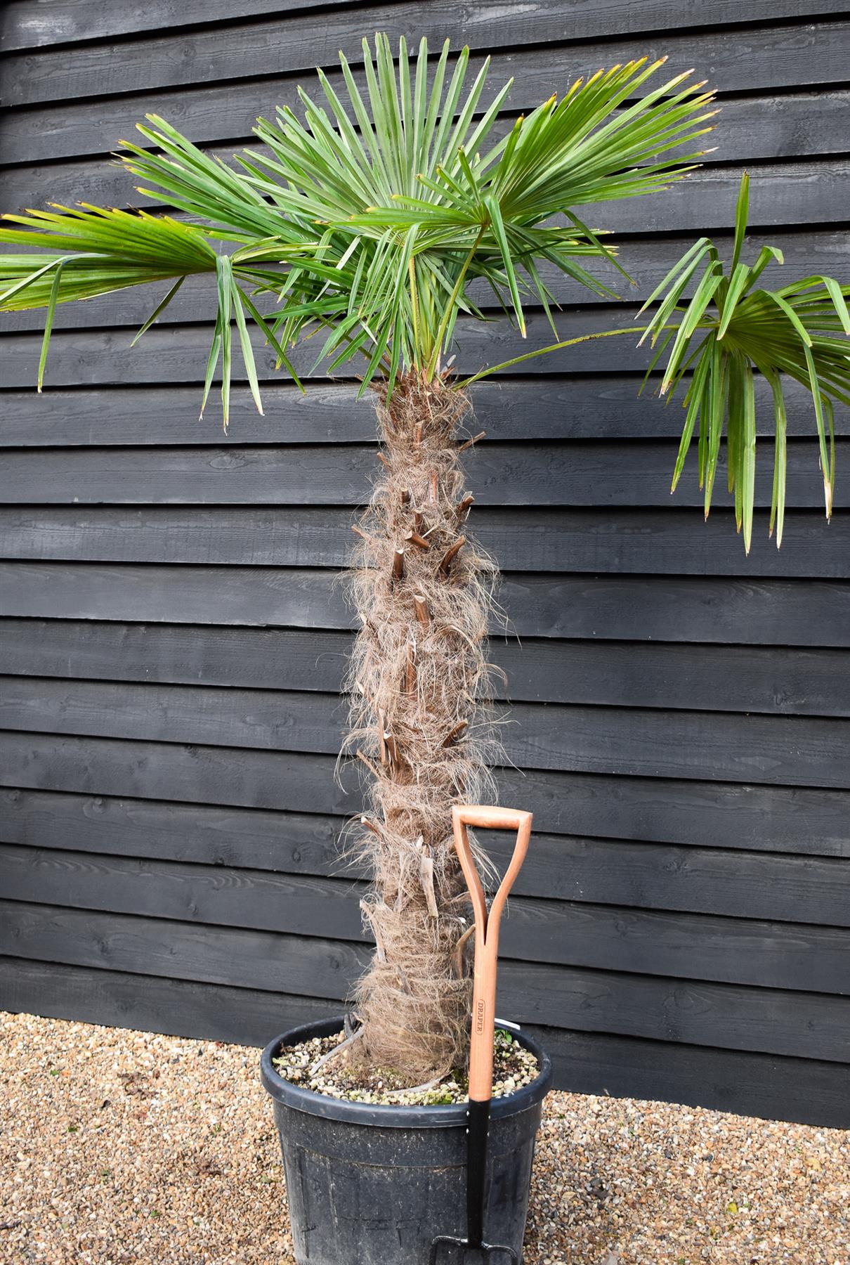 Windmill palm | Trachycarpus fortunei - Stem 130-140cm - Height 180-220cm - 70lt