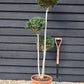 Ligustrum Jon Pom Pom 3 Ball | Privet Topiary - Height 150cm - 35lt