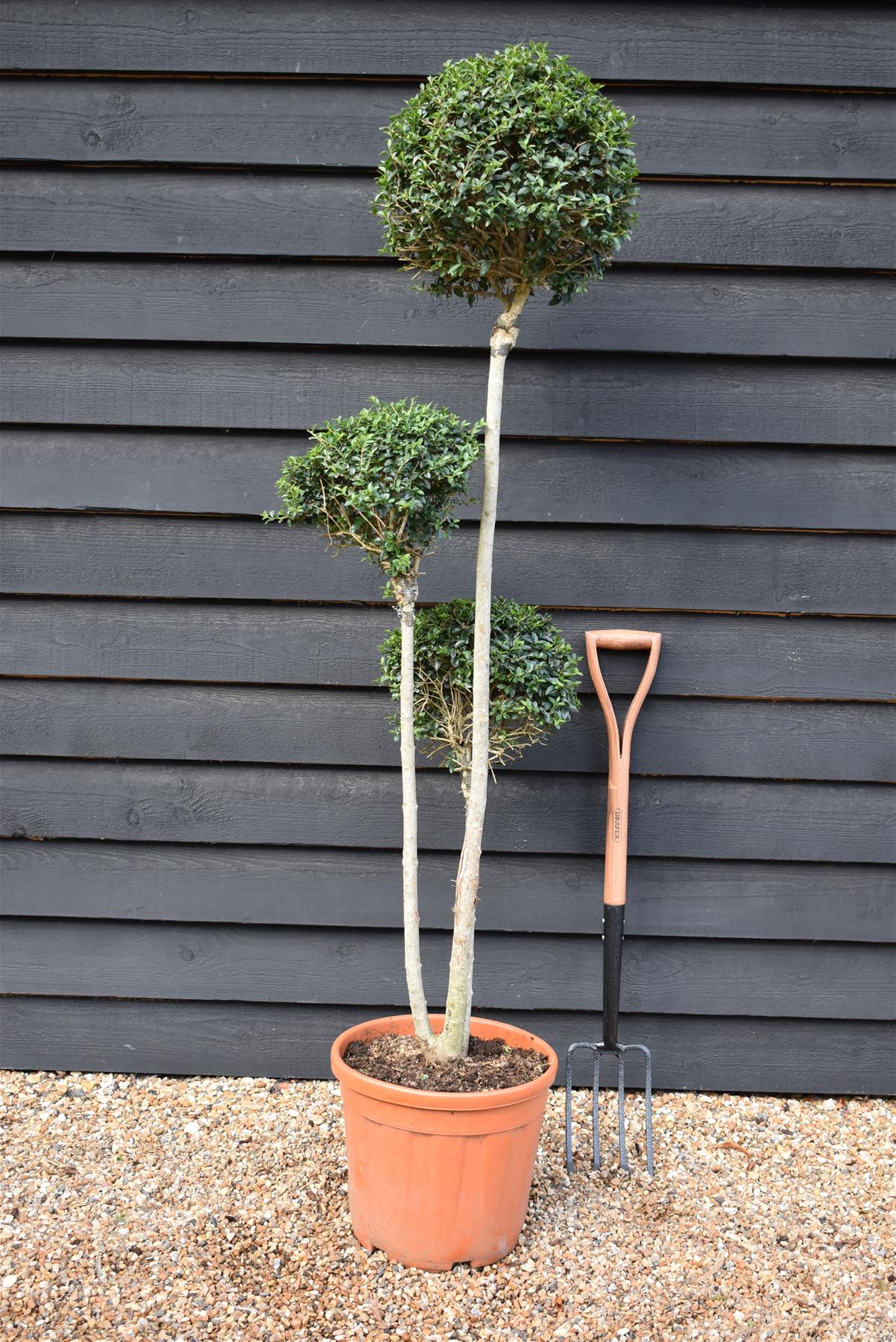 Ligustrum Jon Pom Pom 3 Ball | Privet Topiary - Height 150cm - 35lt