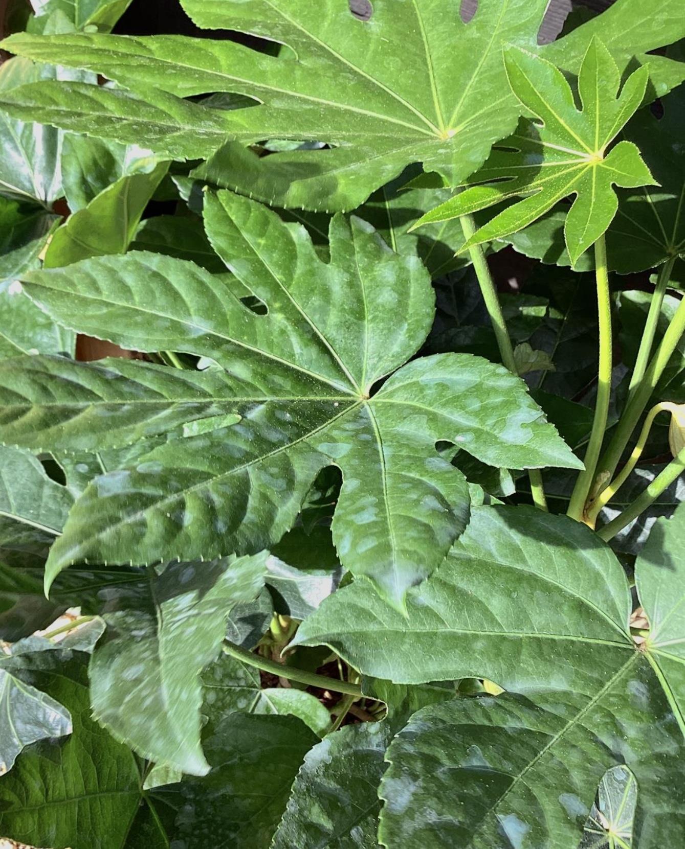 Fatsia Japonica (Japanese aralia) - 50/70cm, 5lt