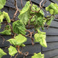 Corylus avellana 'Contorta' | Corkscrew Hazel - Height 160-170cm - 45lt