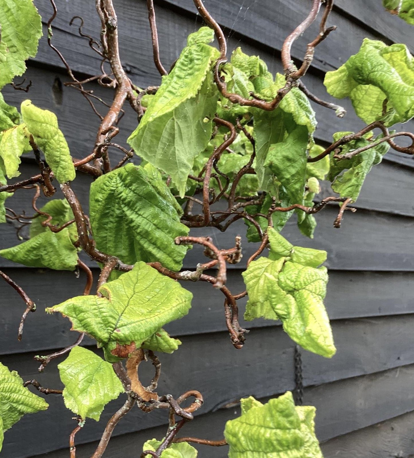 Corylus avellana 'Contorta' | Corkscrew Hazel - Height 160-170cm - 45lt