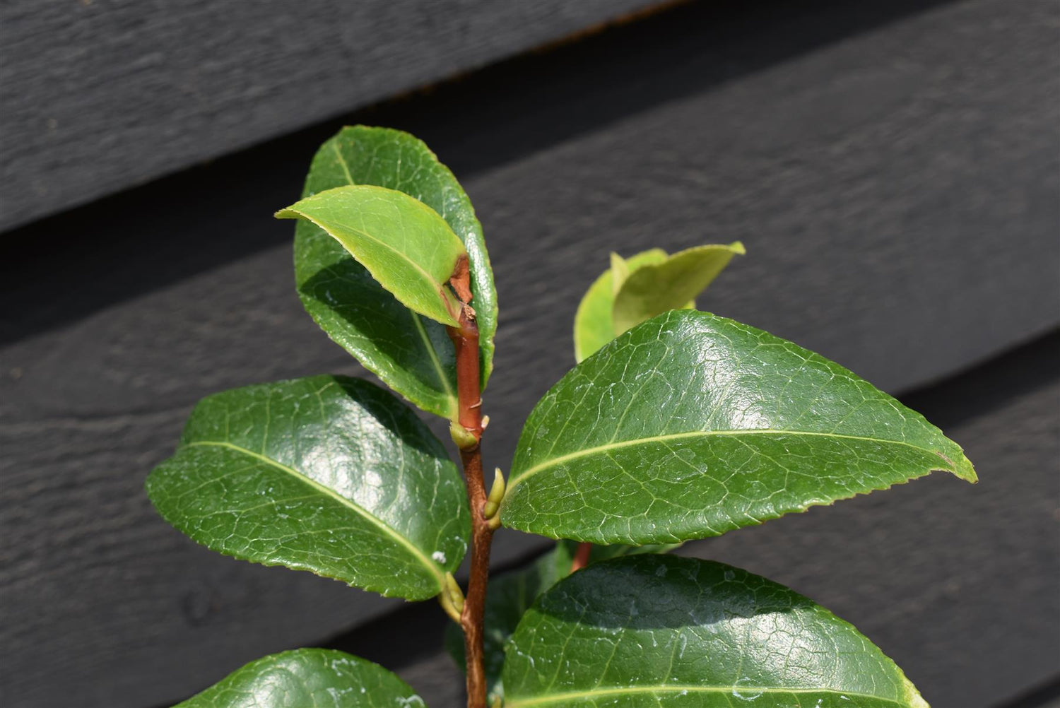 Camellia x williamsii Debbie - Shrub - 3lt