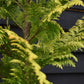 Chamaecyparis lawsoniana 'Ivonne' | False cypress 'Ivonne' - 150-160cm - 20lt