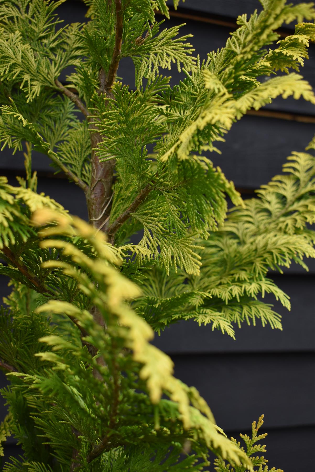 Chamaecyparis lawsoniana 'Ivonne' | False cypress 'Ivonne' - 150-160cm - 20lt