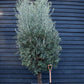 Olive Tree | Olea Europea - Very Bushy - Short Stem 40-60cm - Girth 40-45cm - Height 150-180cm - 70lt