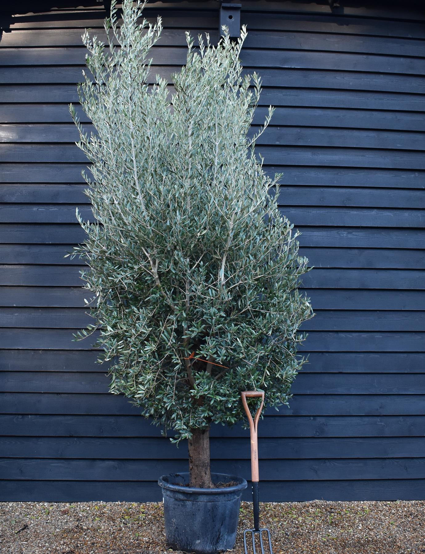 Olive Tree | Olea Europea - Very Bushy - Short Stem 40-60cm - Girth 40-45cm - Height 150-180cm - 70lt