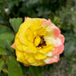 Rose - Lemon Yellow - Stem 80cm - Height 110-120cm - 10lt