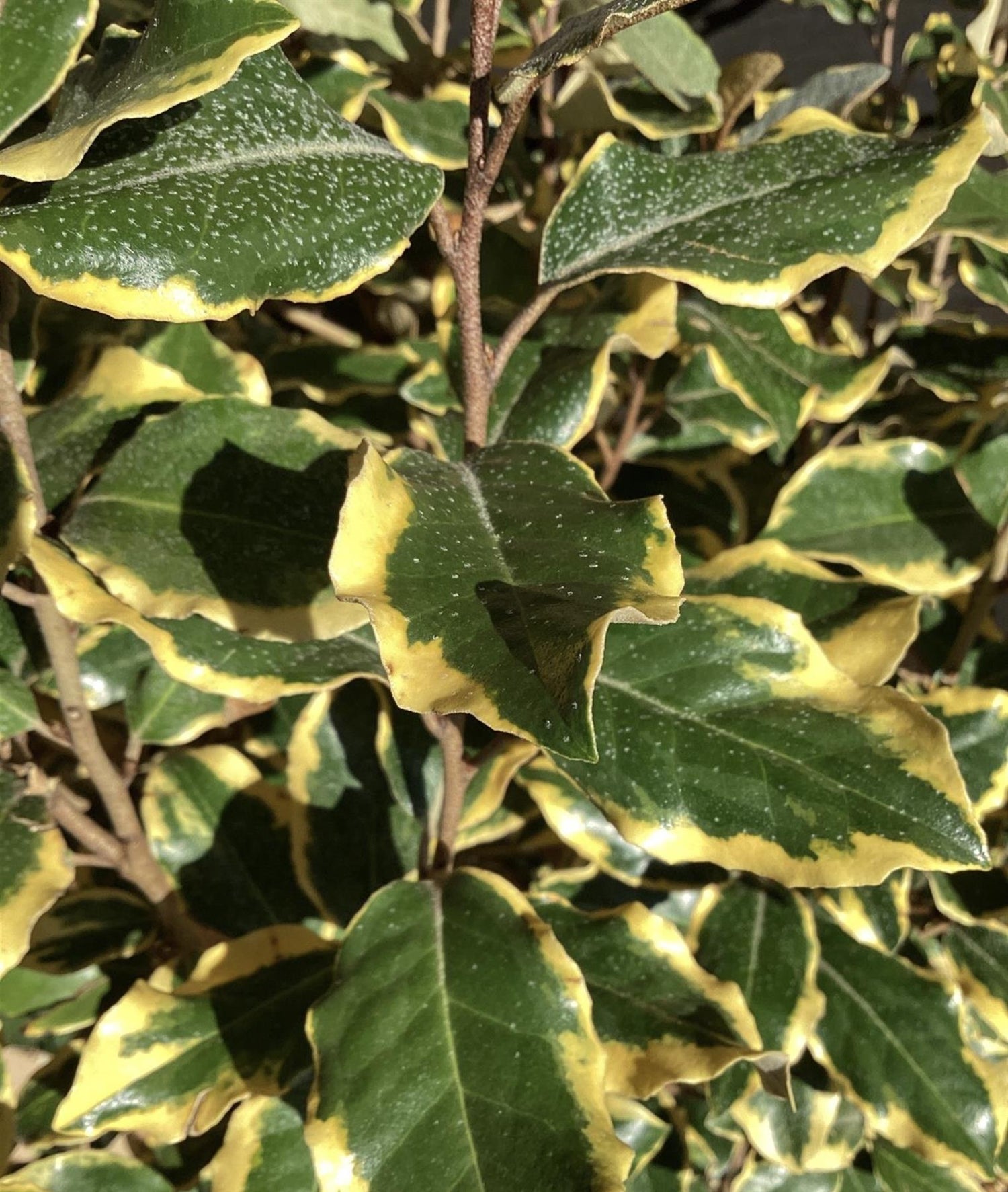 Elaeagnus x submacrophylla 'Viveleg' - Multistem - 130-140cm - 40lt