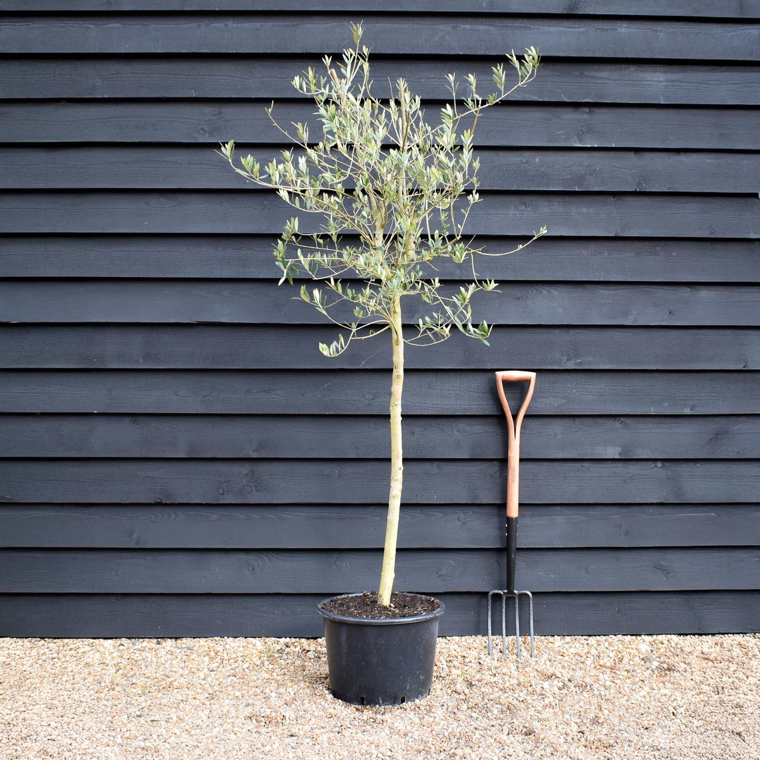 Olive Tree | Olea Europea -  Stem 90-100cm - Girth 8-10cm - Height 180-200cm - 30lt