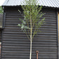 Betula utilis Snow Queen | Himalayan birch 'Doorenbos' - Girth 10-12cm - Height - 380-400cm - 70lt