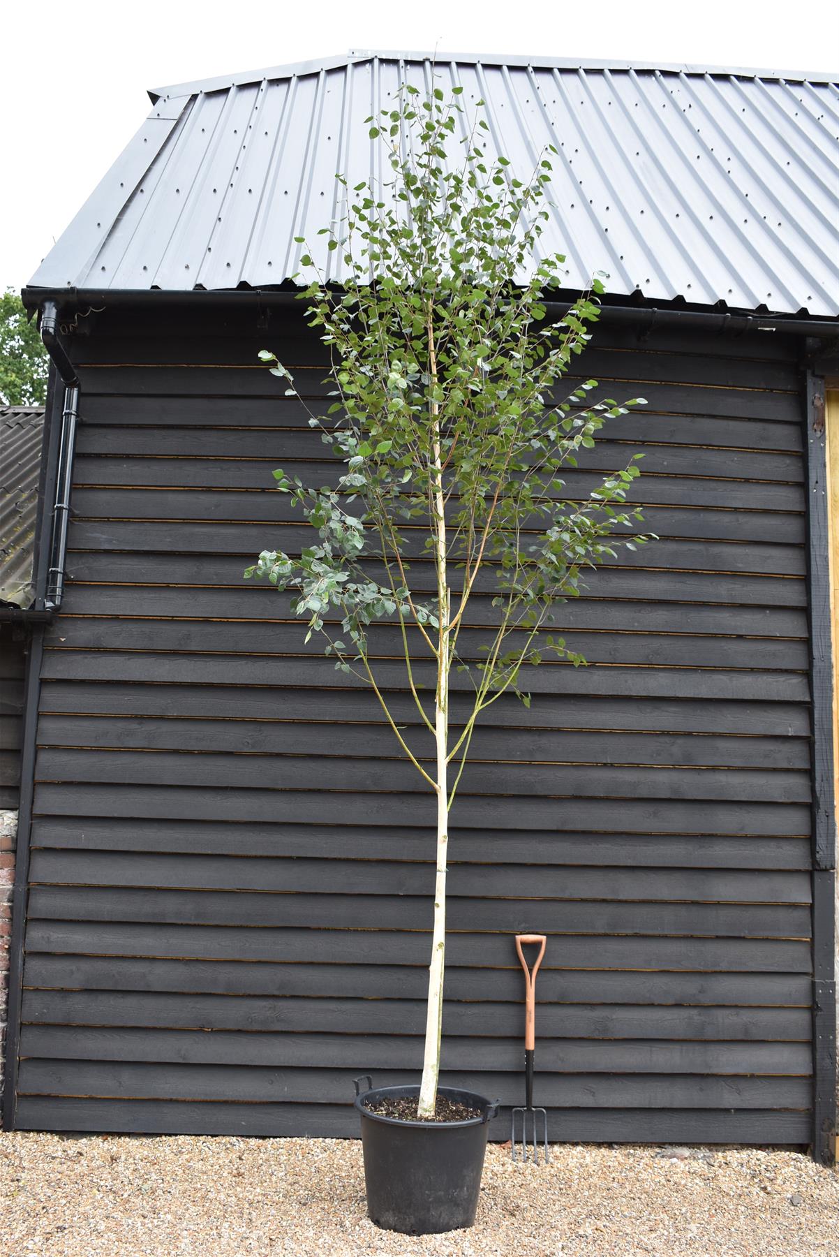 Betula utilis Snow Queen | Himalayan birch 'Doorenbos' - Girth 10-12cm - Height - 380-400cm - 70lt