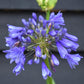 Agapanthus "Ever Couple" - White and Sapphire | African Lily  - 30-50cm - 6lt