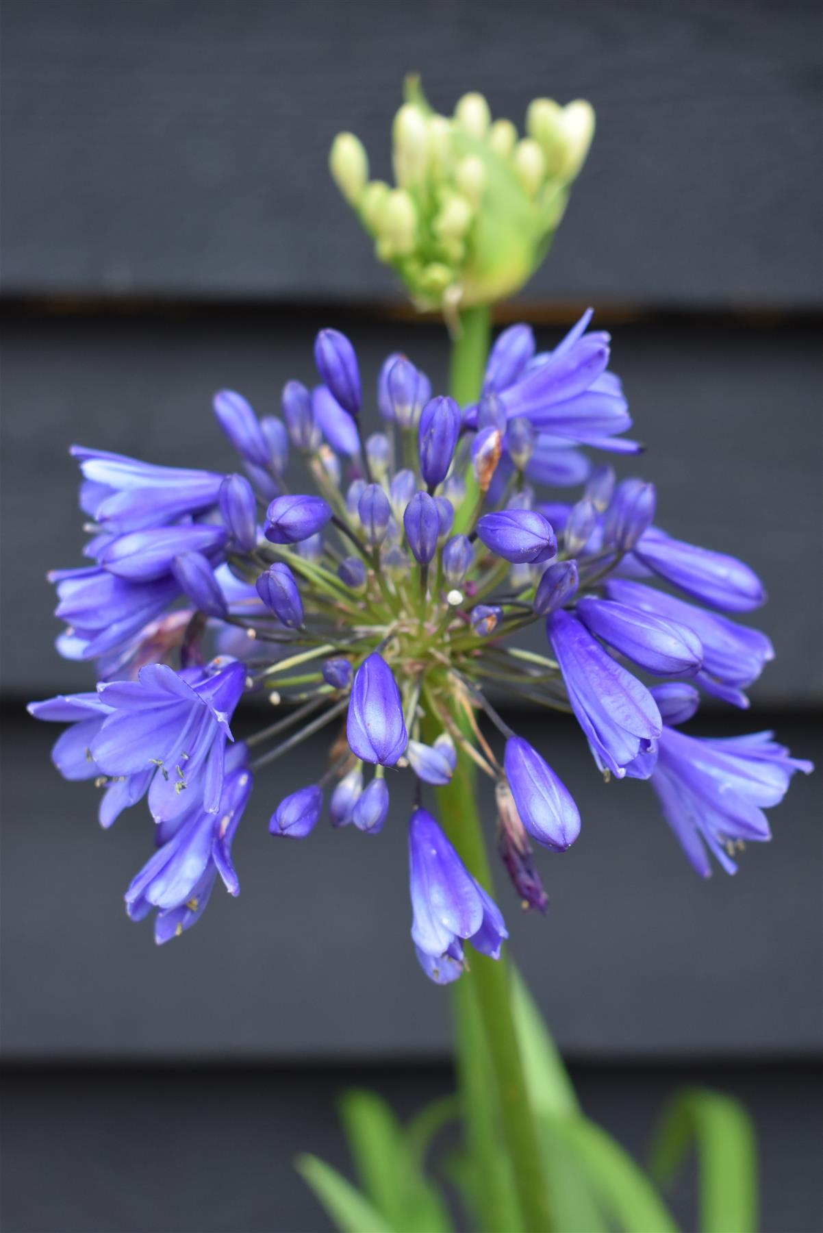 Agapanthus "Ever Couple" - White and Sapphire | African Lily  - 30-50cm - 6lt