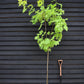 Acer Platanoides Princeton Gold | Norway maple, 1/2 std Clear Stem - 190-210cm, 30lt