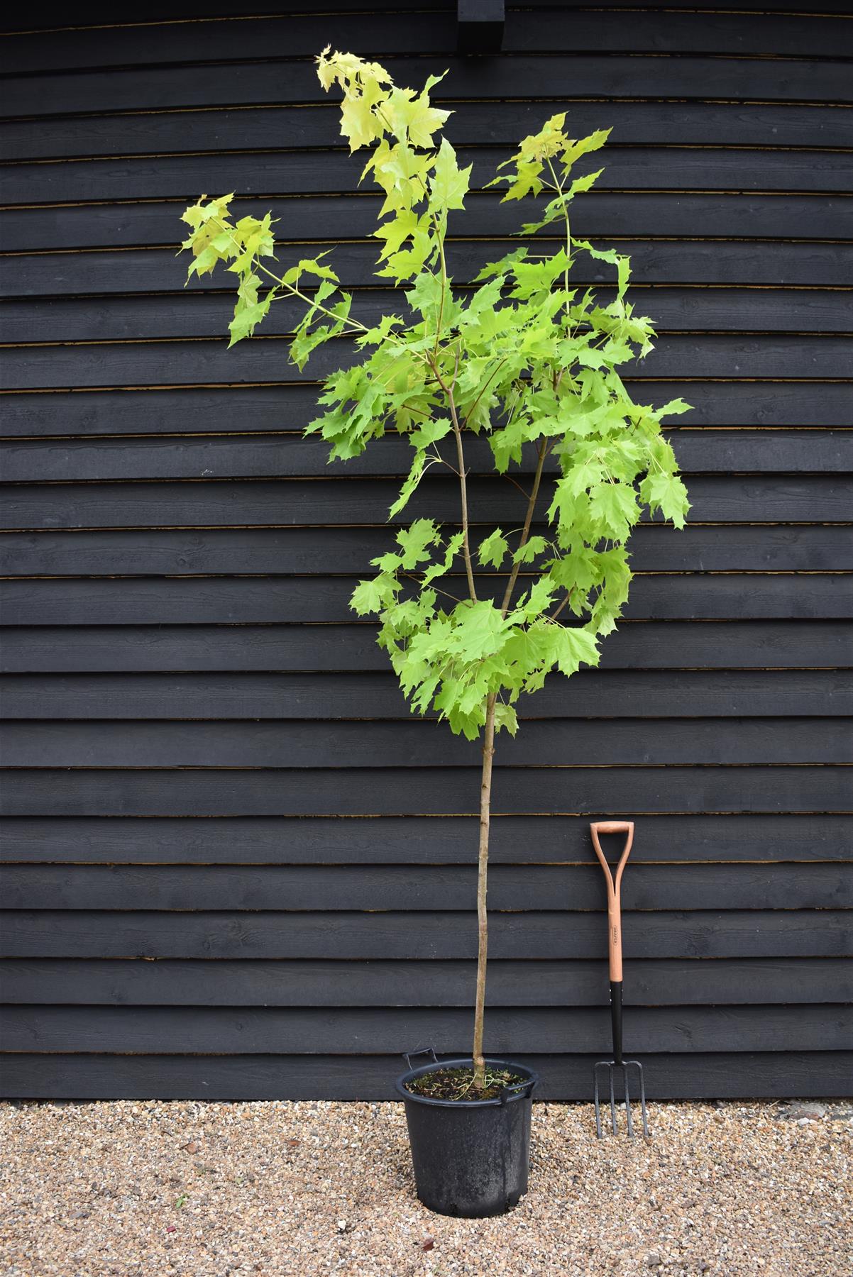 Acer Platanoides Princeton Gold | Norway maple, 1/2 std Clear Stem - 190-210cm, 30lt