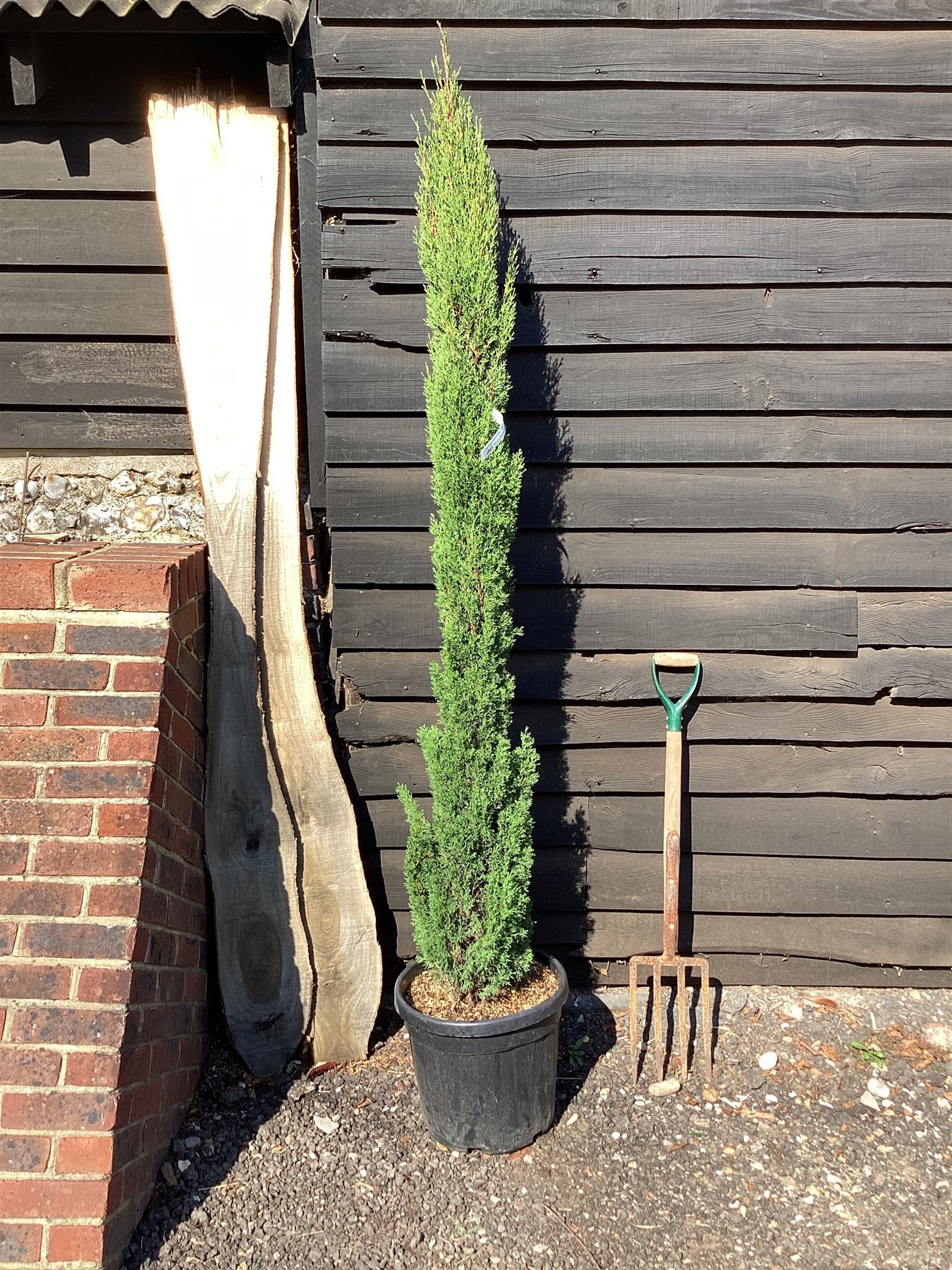 Cupressus sempervirens (Italian Cypress) - 280/290, 30lt