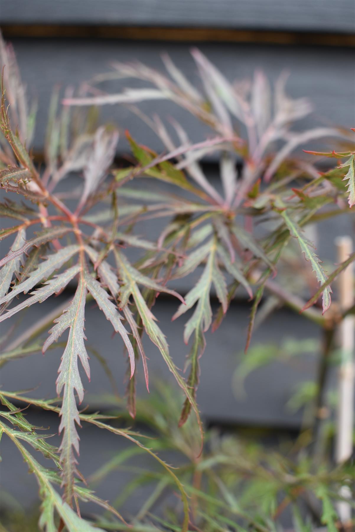 Japanese Maple 'Inaba-Shidare' | Acer palmatum - Bushy - Height 50-70cm - 4lt