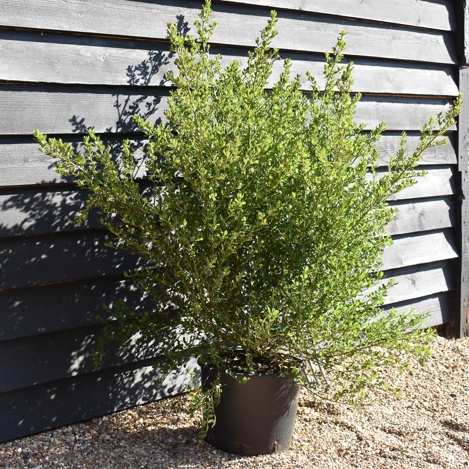 Ceanothus 'Victoria' - Bush - Height - 100-125cm - 20lt