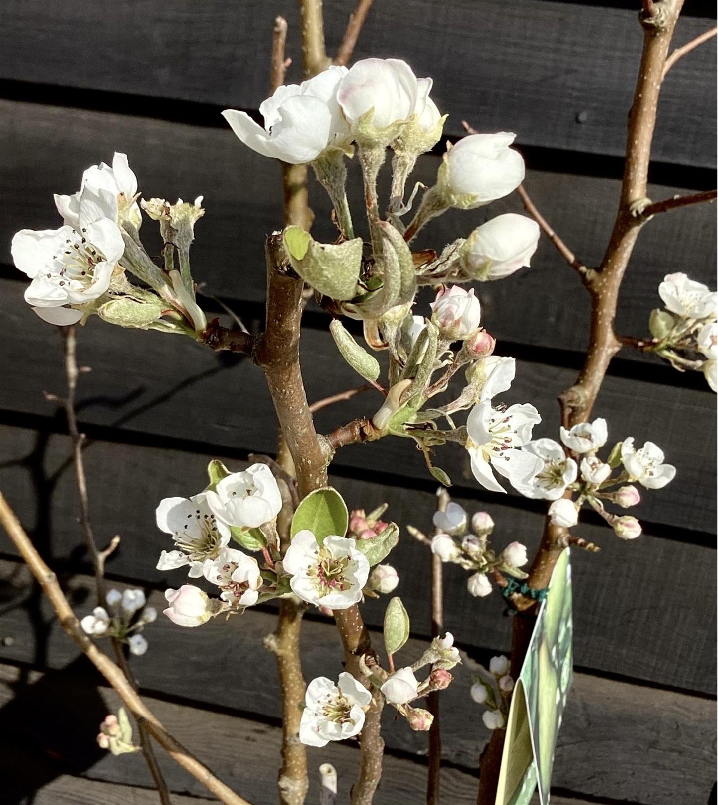 Pear tree 'Williams' Bon Chretien' | Pyrus communis  - Semi Dwarfing - Height 160-180cm - 20lt