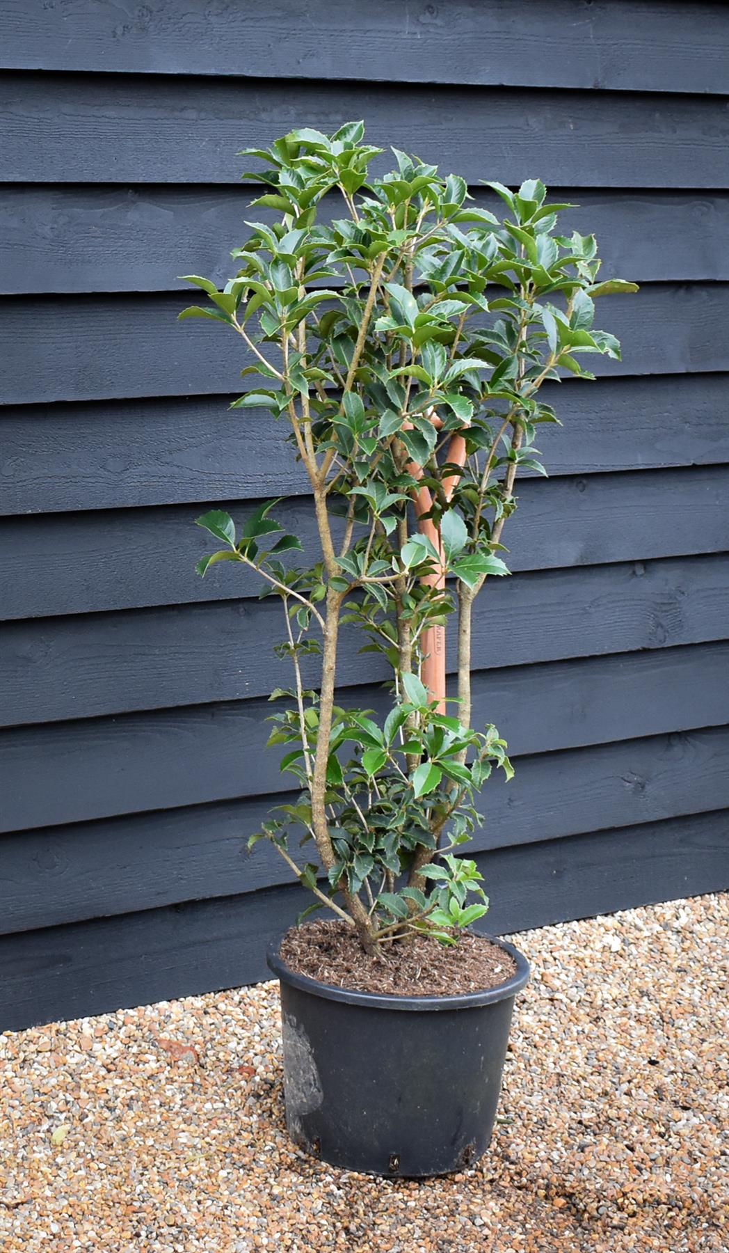 Osmanthus heterophyllus | Holly Olive - Shrub - Height 110-130cm - 20lt