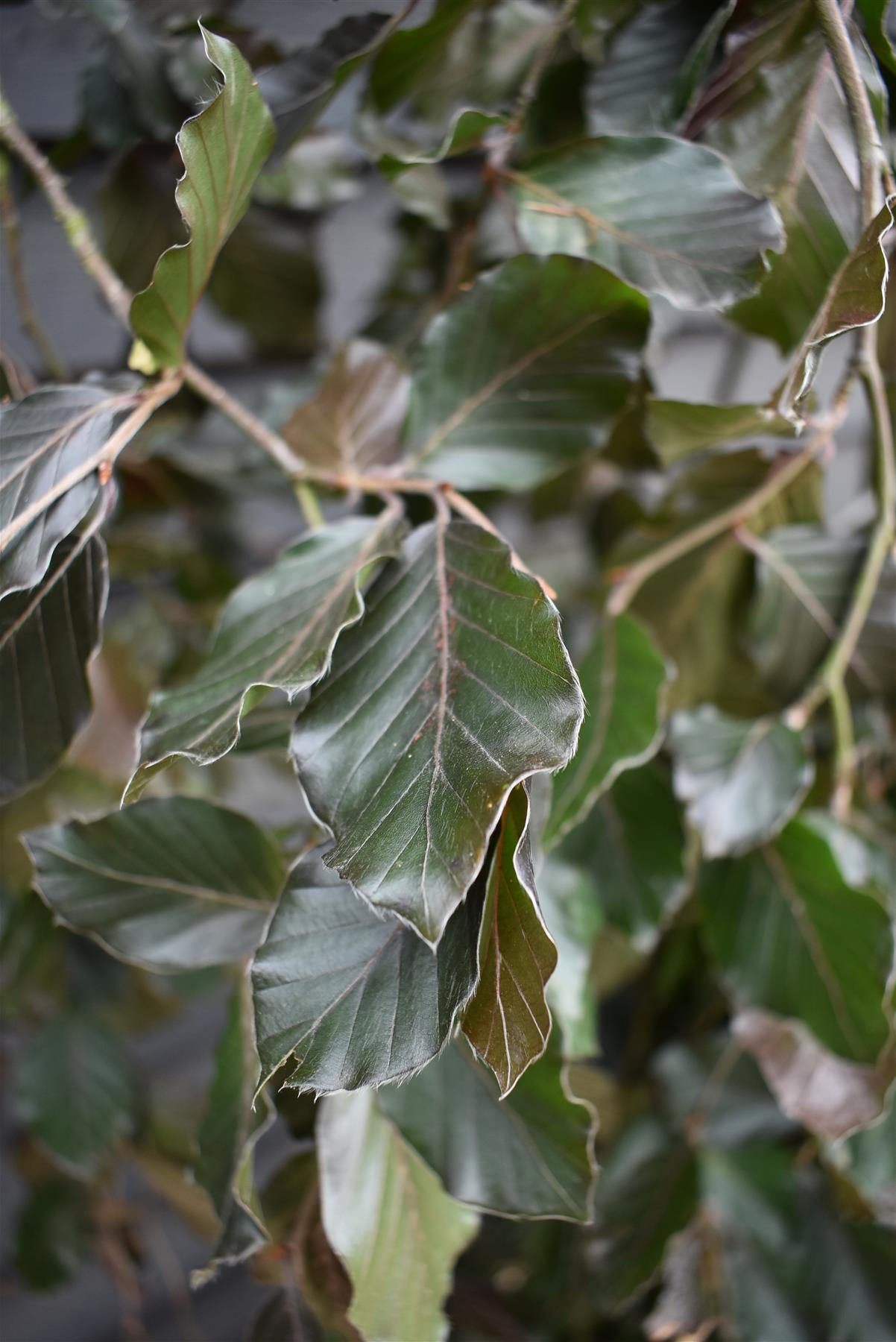 Fagus Sylvatica 'Purpurea Pendula'| Copper Beech -  Girth 8-10cm - Height 240-260cm - 70lt