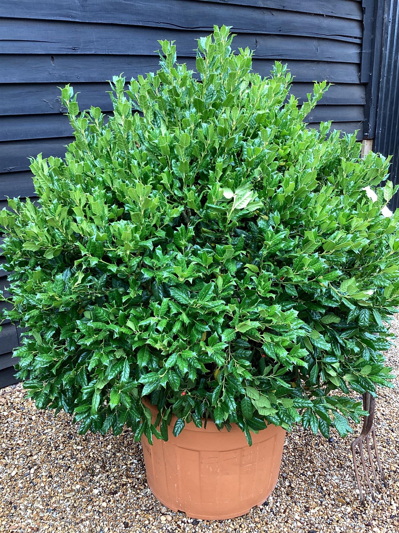 Ilex 'Nellie R. Stevens' | Holly - Large Ball - Height 120cm - 180lt