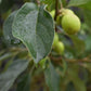 Malus 'John Downie' - Clear Stem - Standard - Girth 10-12cm - Height 310-330cm - 70lt