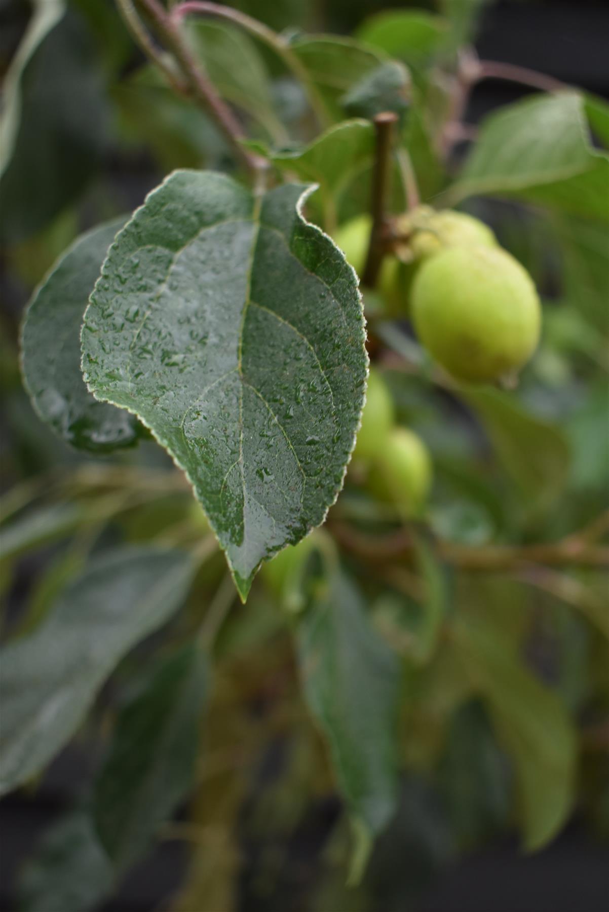 Malus 'John Downie' - Clear Stem - Standard - Girth 10-12cm - Height 310-330cm - 70lt