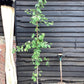 Ginkgo biloba | Maidenhair Tree - Height 140-180cm - 10lt