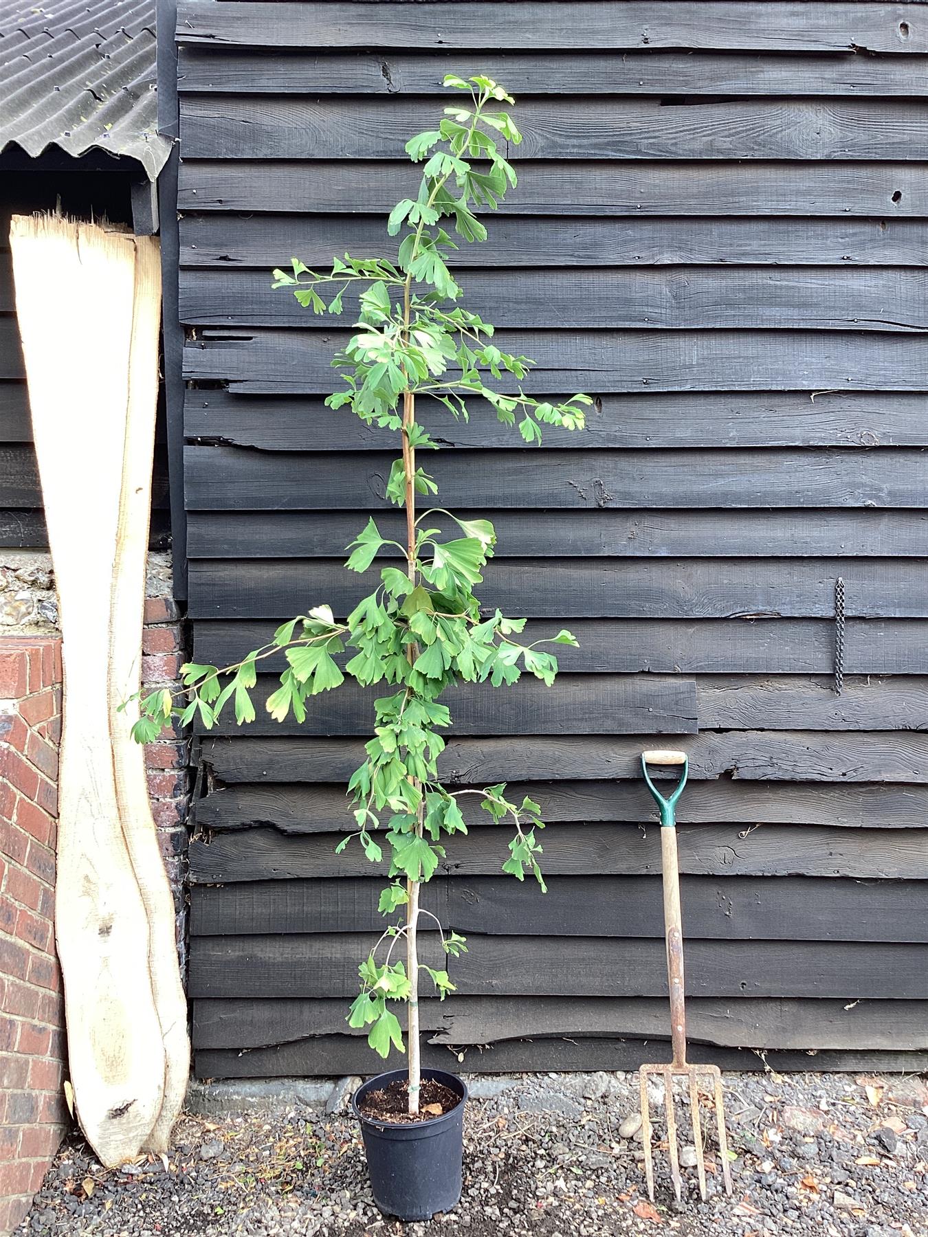 Ginkgo biloba | Maidenhair Tree - Height 140-180cm - 10lt