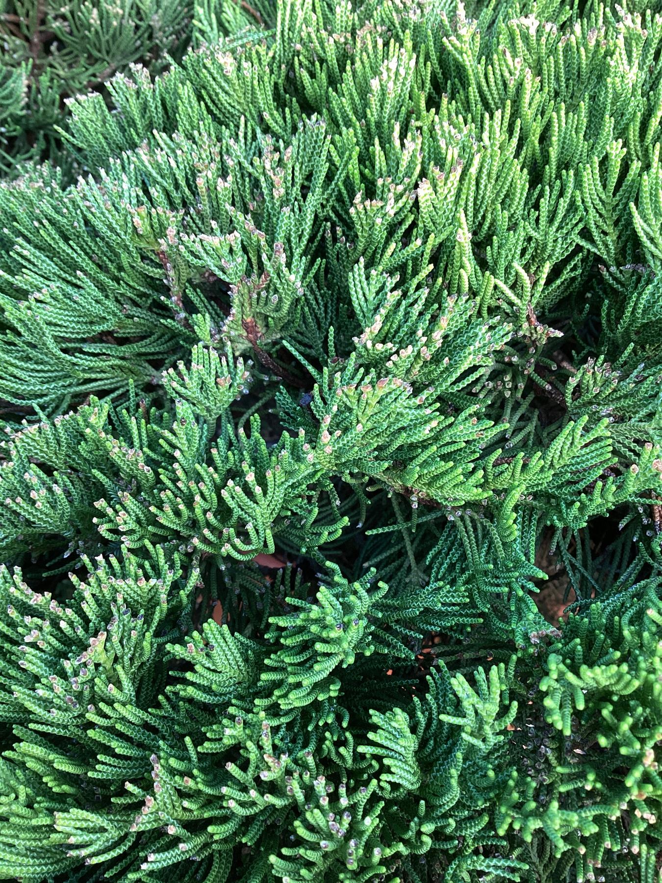 Juniperus Chinensis | Chinese Juniper - Bonsai - 240cm