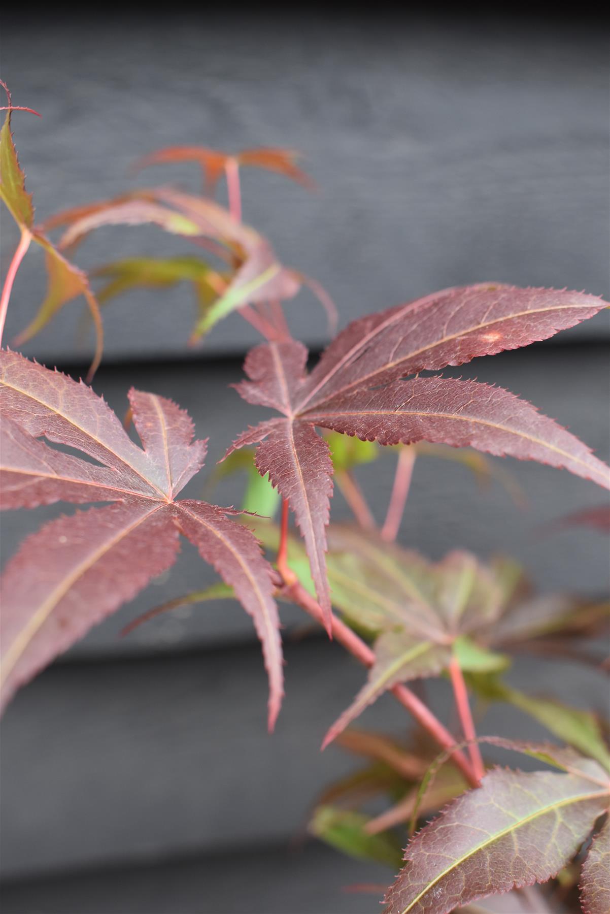 Acer palmatum 'Atropurpureum' | Red Leaf Japanese maple - 50-70cm - 4-5lt