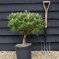 Pinus Nigra 'Brepo' | Dwarf Austrian Pine - Clear Stem 10cm - Height 50-60cm - Width 60cm - 18lt