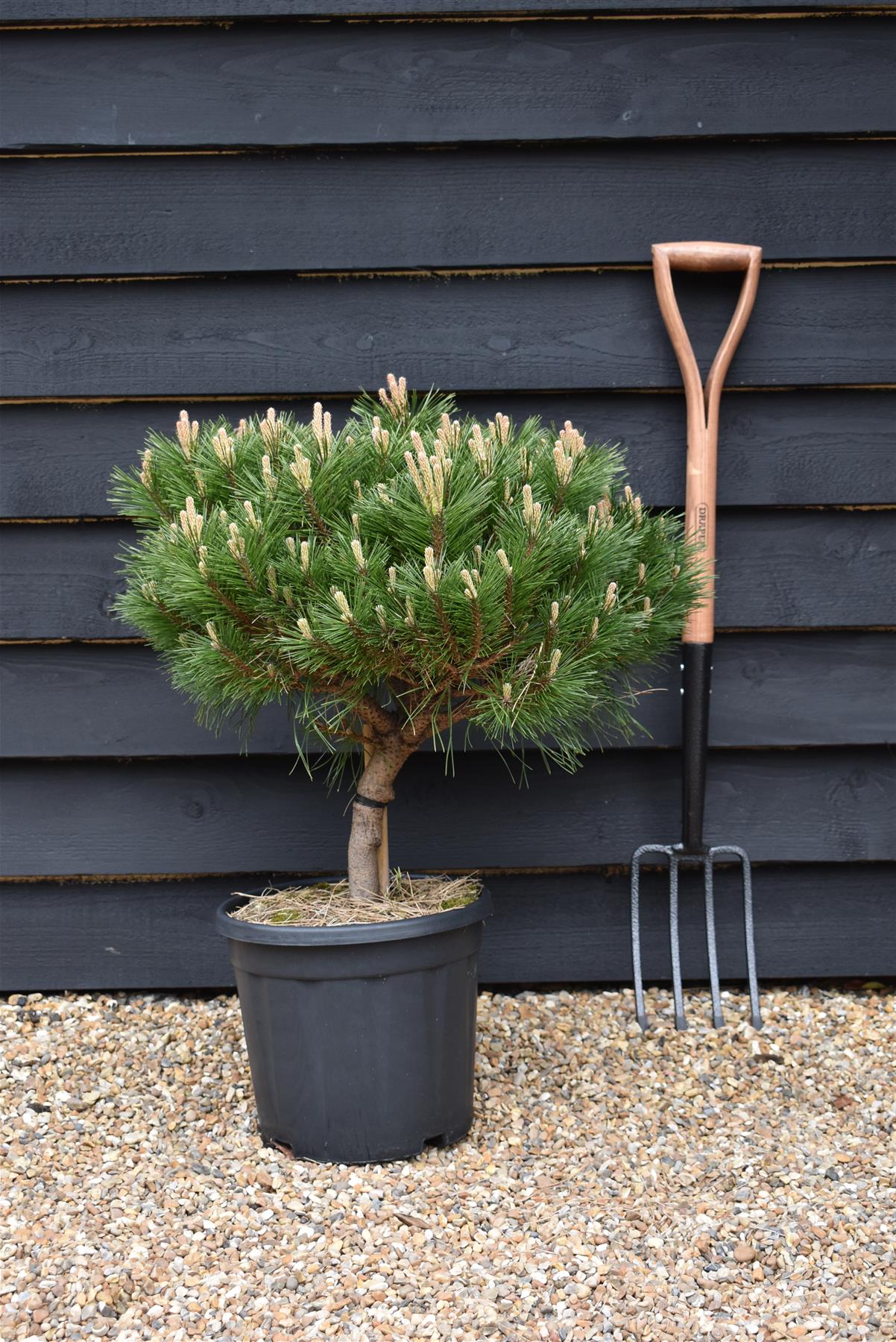 Pinus Nigra 'Brepo' | Dwarf Austrian Pine - Clear Stem 10cm - Height 50-60cm - Width 60cm - 18lt