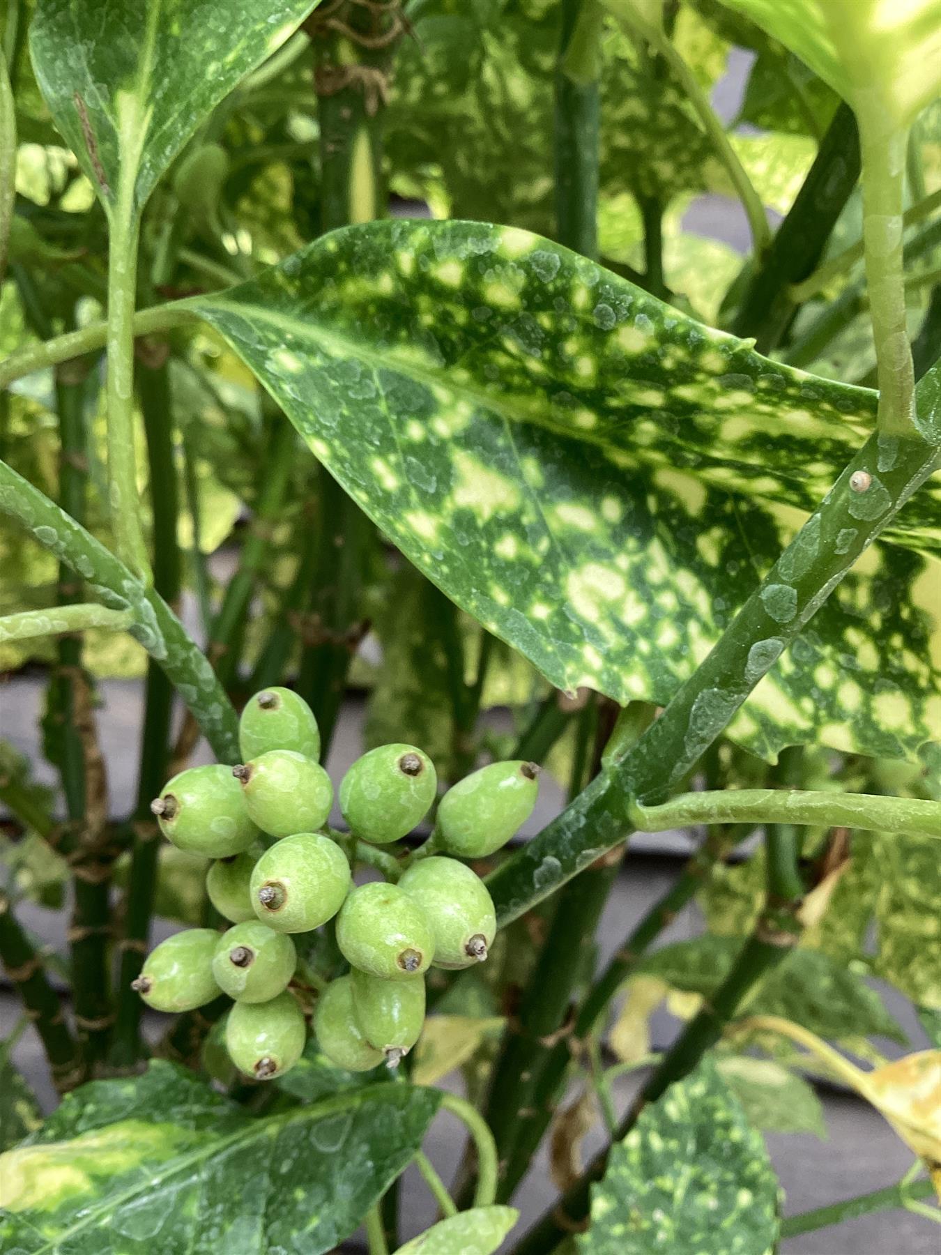 Aucuba japonica 'Golden King' - 100/120cm, 15lt