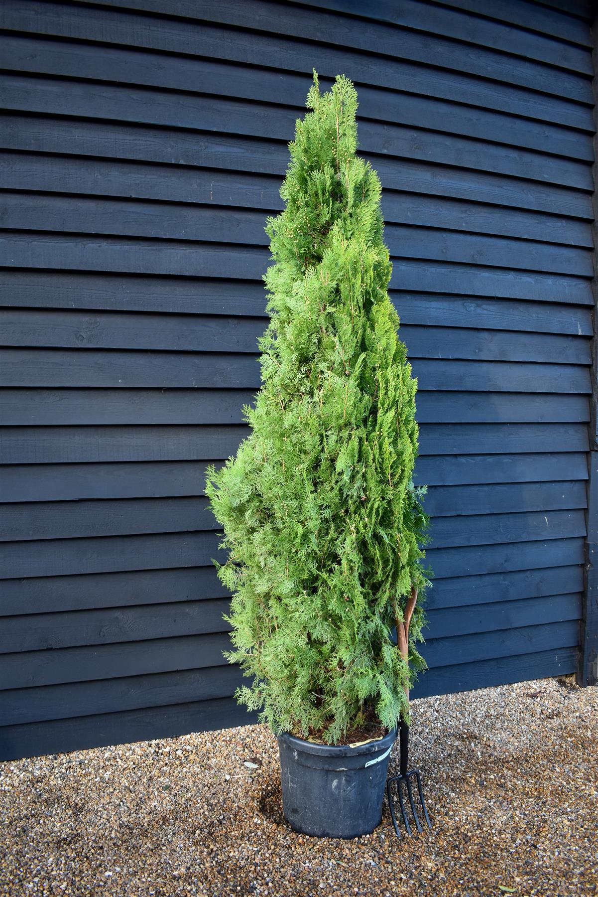 Thuja orientalis 'Pyramidalis Aurea' - Height 220-230cm -  45lt