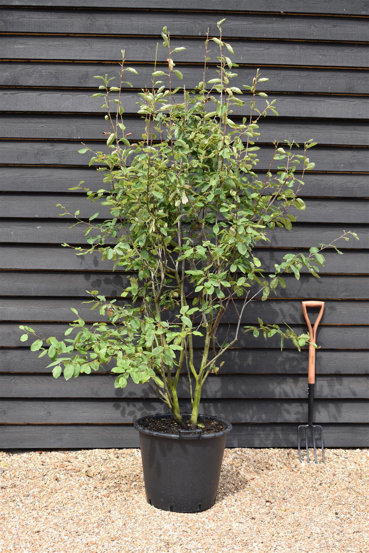 Amelanchier Canadensis | Serviceberry Tree - Multistem - 200-250cm - 50lt