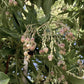 Arbutus Unedo Compacta | Strawberry Tree - 10lt